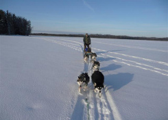 Dog sledding expedition in South-Estonian wilderness