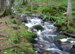 Nuuksio National Park Guided Tour