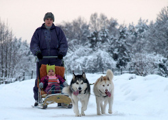 Dog sledding in Latvian countryside